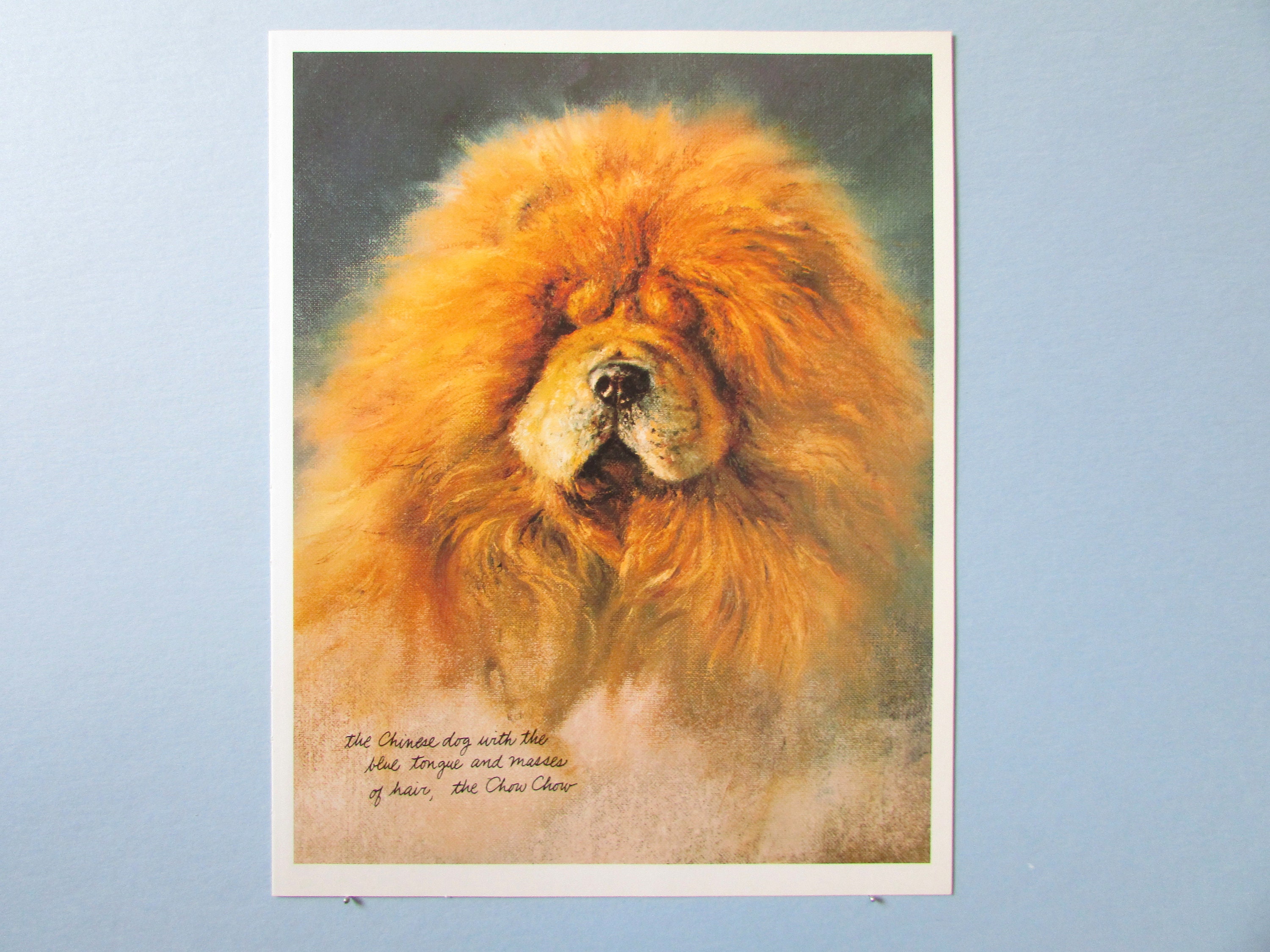 Chinese dog best sale with blue tongue