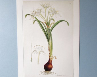 Sea Lily Daffodil Botanical Art Print/ 1800's Wild Flower Book Plate Illustration Wall Art, James Sowerby/ 9 3/4 X 14"