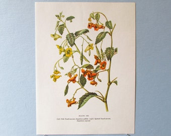 Wild flower Impatiens Botanical Art Print/ Wildflower Book Plate 106 Lithograph Wall Art to frame/ 7 3/4 X 10 3/8"