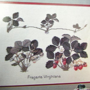Erdbeere, Beeren, Obst Kreuzstichvorlage/ Botanische Erdbeerpflanze, Blüten gezählt Kreuzstichvorlage, Bild