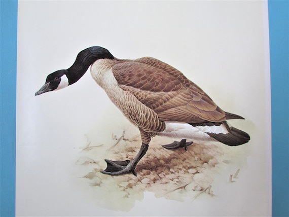 Canada Goose Bird Art Print Book Plate 1960 s Water Bird Fowl Book Page Color Plate by Lansdowne for Framing 9 1 2 X 13 Etsy Ireland