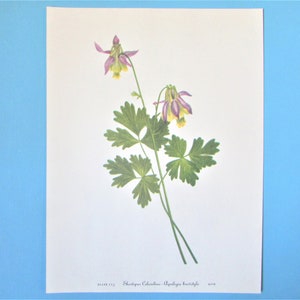 Wilde bloem Shortspur Columbine botanische print, Kleurplaat/Vintage Wildflower boek plaat 113 lithografie kunst aan de muur voor framing/8 X 11 "
