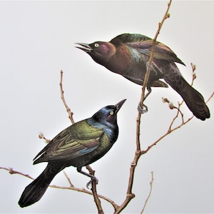 Common Grackle Bird Art Print, Book Plate/ 1960&#39;s Large Field Bird Book Page Color Plate by Lansdowne for framing/ 9 1/2 X 13&quot;