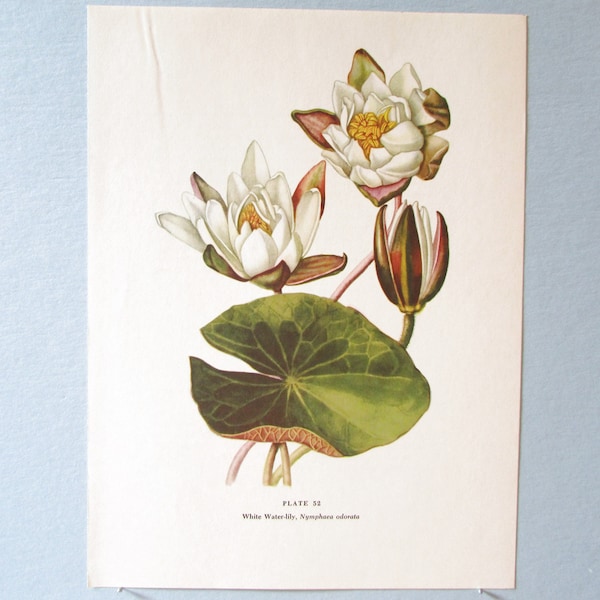 Wild flower White Waterlily Botanical Art Print/ Wildflower Water Lily Book Plate 52 Lithograph Wall Art to frame/ 7 3/4 X 10 3/8"