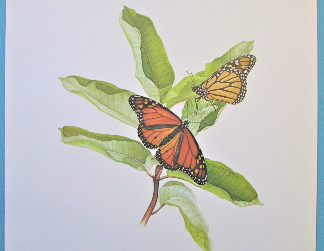 Monarch Butterfly Art Print, Book Plate/ 1960's Mourning Cloak ...