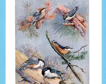 Può includere: Un'illustrazione vintage di diversi piccoli uccelli, tra cui i picchi muratori, appollaiati su rami di alberi e aghi di pino. Gli uccelli hanno un piumaggio grigio, bianco, marrone e arancione. Lo sfondo è un blu e verde morbido e smorzato.