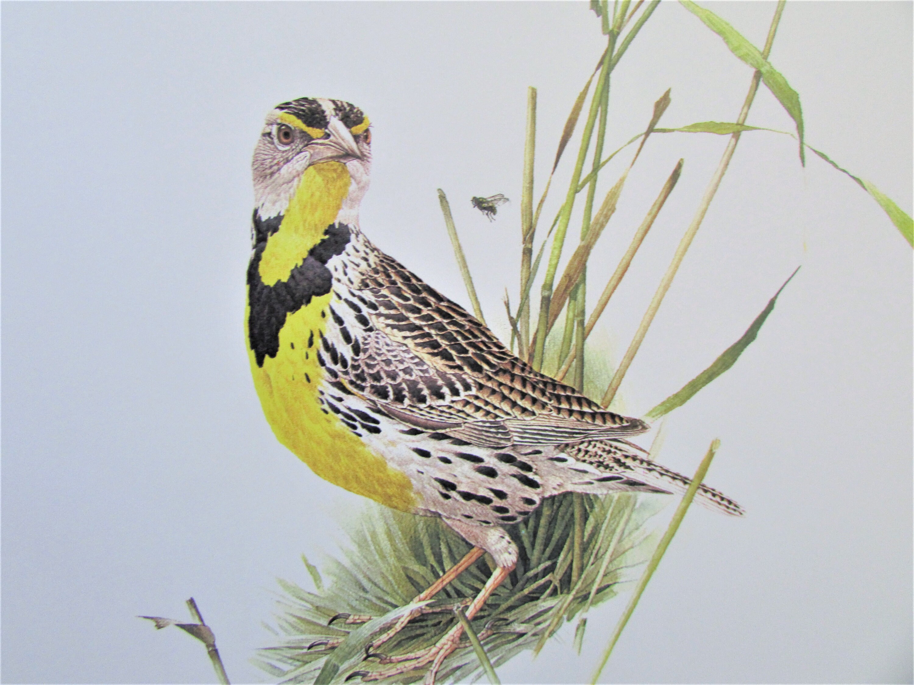 イースタン・メドウラーク鳥アートプリント、ブックプレート/ 1970