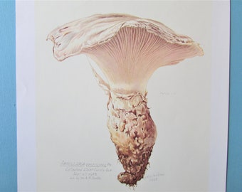 Catathelasma Ventricosum Mushroom Botanical Art Print, Color Plate/ Mycology Book Plate 26 Watercolour Wall Art for framing/ 9 1/2" X 13"