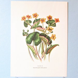 Wild flower Marsh Marigold Botanical Art Print/ Wildflower Book Plate 59 Lithograph Wall Art to frame/ 7 3/4 X 10 3/8"