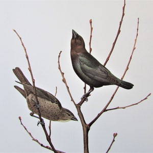 Brown Headed Cowbird Bird Art Print, Book Plate/ 1960's Large Field Bird Book Page Color Plate by Lansdowne for framing/ 9 1/2 X 13"