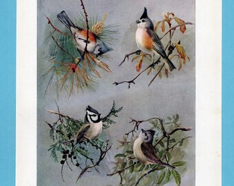 Può includere: Una stampa vintage con quattro illustrazioni dettagliate di uccelli appollaiati su rami. Gli uccelli mostrano una varietà di colori, tra cui grigio, marrone e arancione, su uno sfondo morbido e neutro. L'opera d'arte presenta elementi botanici.