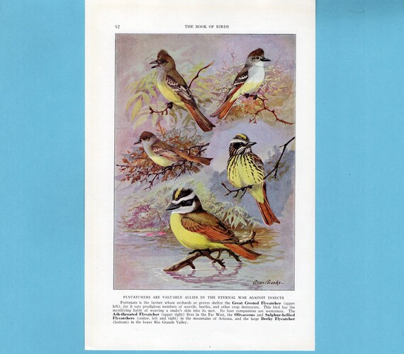 Great Kiskadee, Olivaceous Flycatcher Bird Art Print/ Great
