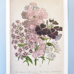 Phlox ovata ボタニカルアート イギリス「ボタニカルアート「フロックス」（小