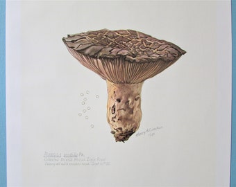 Blackened Brittlegills Russula Mushroom Botanical Art Print, Color Plate/ Mycology Book Plate Watercolour Wall Art for framing/ 9 1/2" X 13"