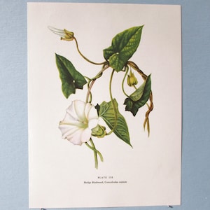 May include: A vintage botanical illustration of a white hedge bindweed flower with green leaves and vines. The illustration is labeled "PLATE 132 Hedge Bindweed, Convolvulus sepium".