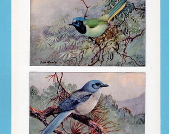 Può includere: Due illustrazioni di uccelli. L'immagine in alto mostra un uccello verde e blu appollaiato su un ramo. L'immagine in basso mostra un uccello blu appollaiato su un ramo. La firma dell'artista, "Allan Brooks", è visibile in basso a sinistra nell'immagine in alto.