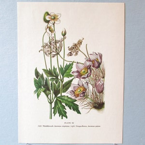 Wild flower Pulsatilla Anemone Botanical Art Print/ Wildflower Pasque Flower Book Plate 56 Lithograph Wall Art to frame/ 7 3/4 X 10 3/8"