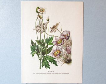 Wild flower Pulsatilla Anemone Botanical Art Print/ Wildflower Pasque Flower Book Plate 56 Lithograph Wall Art to frame/ 7 3/4 X 10 3/8"