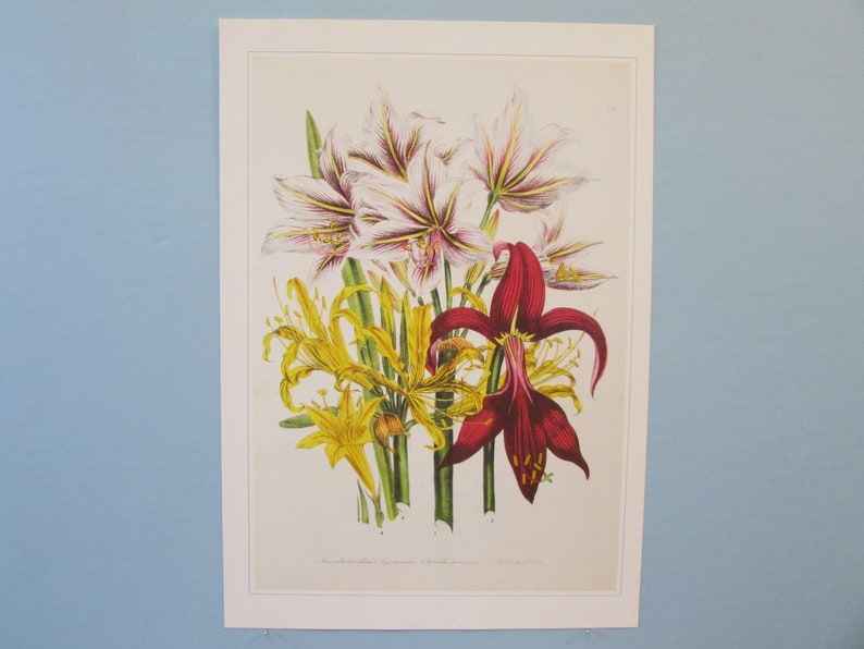 Garden Flowers, Amaryllis Lily Botanical Art Print/ Lily Bouquet Book Plate Illustration Wall Art decor for framing/ 9 3/4 X 14 image 2