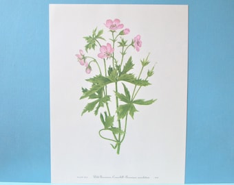 Wild flower Geranium, Cranesbill Botanical Print, Color Plate/ Vintage Wildflower Book Plate 207 Lithograph Wall Art for framing/ 8" X 11"