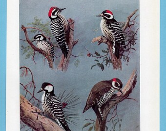 Può includere: Una stampa vintage con quattro picchi appollaiati sui rami. Gli uccelli hanno un piumaggio a strisce bianche e nere, segni rossi sulla testa e sono ambientati su uno sfondo blu tenue. L'opera presenta illustrazioni dettagliate degli uccelli nel loro habitat naturale.