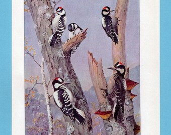 Può includere: Un'illustrazione vintage raffigura cinque picchi appollaiati su tronchi d'albero. Gli uccelli hanno un piumaggio bianco e nero con segni rossi sulla testa. L'opera d'arte presenta una tavolozza di colori tenui, incentrata sull'ambiente naturale.