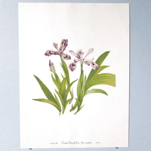 Wild flower Dwarf crested Iris Botanical Art Print/ Vintage Wildflower, Iris Book Plate 66 Lithograph Wall Art for framing/ 8" X 11"
