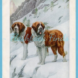 Saint Bernard Dog Art Print/ St Bernard rescue dog, Antique Book Plate by Louis Agassiz Fuertes for framing/ 6 3/4 X 9 5/8&quot;