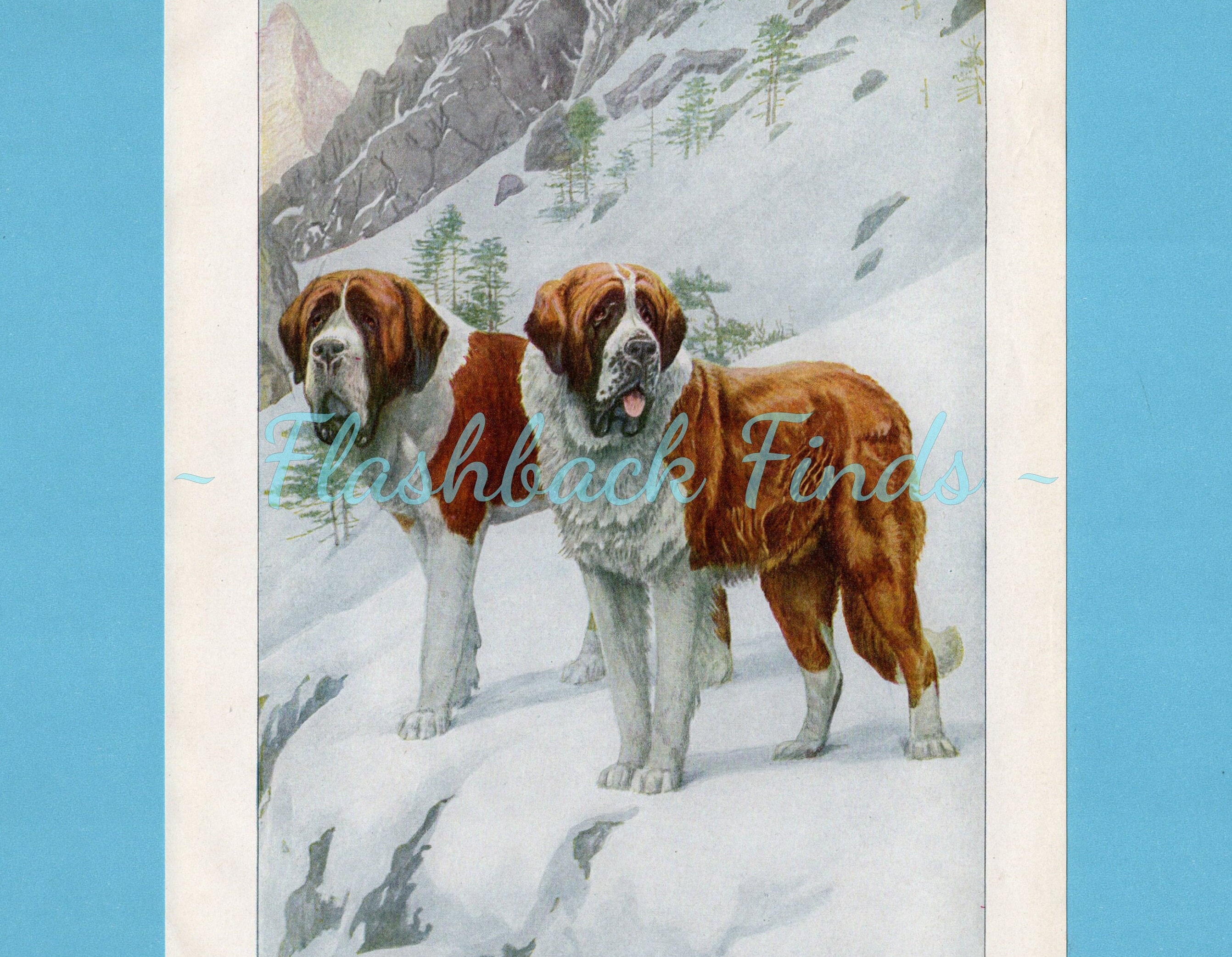 Saint Bernard Dog Art Print/ St Bernard Rescue Dog, Antique Book