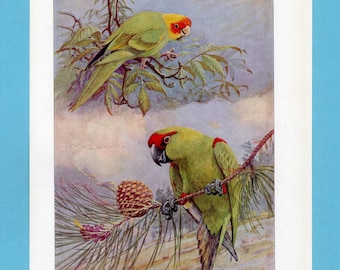 Può includere: Illustrazione vintage di due pappagalli appollaiati su rami. I pappagalli hanno corpi verdi, teste gialle e rosse e becchi neri. Lo sfondo presenta un cielo morbido e nuvoloso e fogliame.