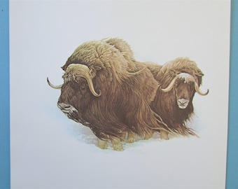 Muscox Animal Art Print, Book Plate/ 1970's Musk Ox Large Book Page Color Plate by Glen Loates for framing/ 9 1/2 X 13 1/2"