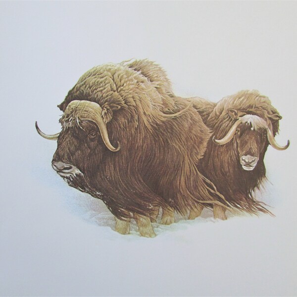 Muscox Animal Art Print, Book Plate/ 1970's Musk Ox Large Book Page Color Plate by Glen Loates for framing/ 9 1/2 X 13 1/2"