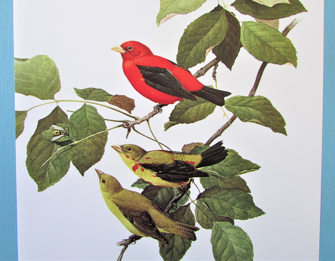Scarlet Tanager Bird Art Print, Book Plate/ 1960's Large Forest Bird ...