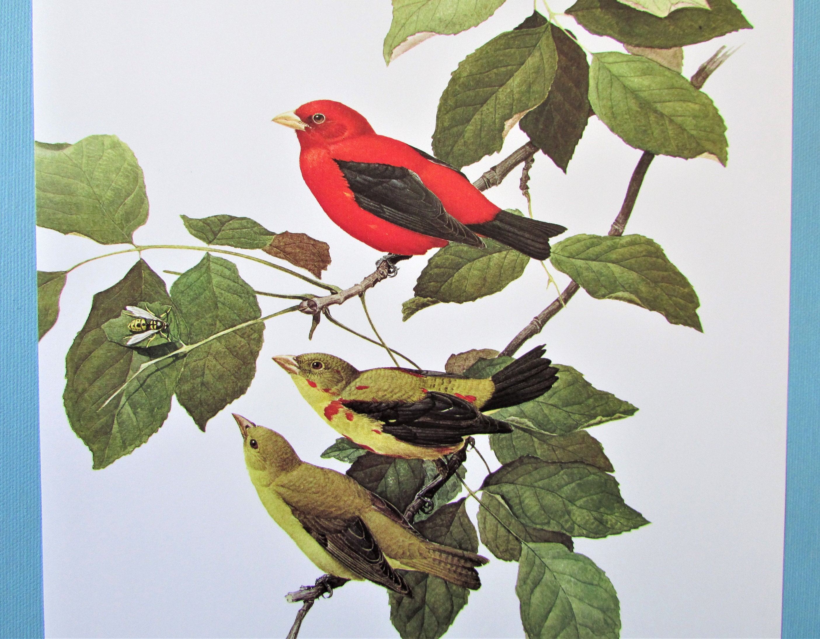 Scarlet Tanager Bird Art Print, Book Plate/ 1960's Large Forest Bird ...