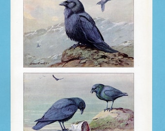 Può includere: Due illustrazioni vintage di uccelli. L'immagine in alto mostra un corvo blu scuro appollaiato su una roccia, con un uccello in volo sullo sfondo. L'immagine in basso raffigura due corvi vicino a una testa di pesce. Firmato "Allan Brooks".