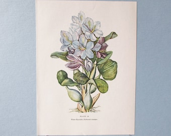 Wild flower Water Hyacinth Botanical Art Print/ Vintage Wildflower Pontederia Book Plate 10 Lithograph Wall Art for framing/ 7 3/4 X 10 3/8"