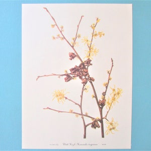 Wilde Blume Hamamelis Botanischer Druck, Farbplatte / Vintage Wildblumen Buch Platte 167 Lithographie Wandkunst für die Gestaltung / 8 &quot;X 11&quot;