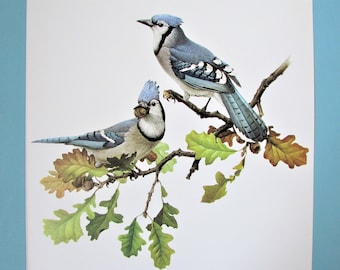 Blue Jay Bird Art Print, Book Plate/ 1970's Large Forest Bird Book Page Color Plate by Lansdowne for framing/ 9 1/2 X 13"