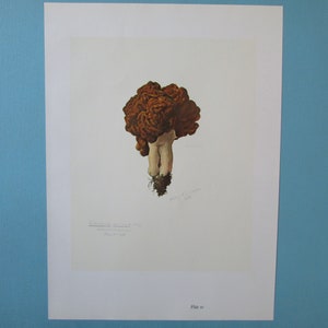 Gyromitra esculenta Mushroom Botanical Art Print, Color Plate/ Fungus Mycology Book Plate 10 Watercolour Wall Art for framing/ 9 1/2 X 13 image 2