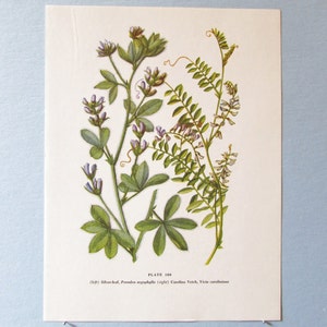 Wild flower Silverleaf Botanical Art Print/ Wildflower Carolina Vetch Book Plate 100 Lithograph Wall Art to frame/ 7 3/4 X 10 3/8"