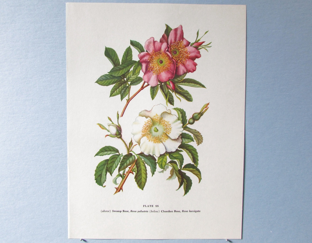 Wild Flower Swamp Rose Botanical Art Print/ Vintage Wildflower Pink ...