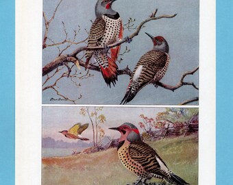 Può includere: Illustrazione vintage di picchi dorati. Gli uccelli hanno segni rossi, neri e marroni, con un sottala giallo. Uno è appollaiato su un ramo, l'altro a terra. Lo sfondo presenta un paesaggio con una recinzione.