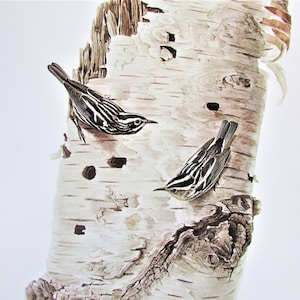 Black &white Warbler Bird Art Print, Book Plate / 1970's Large Forest Bird Book Page Color Plate door Lansdowne voor framing / 9 1/2 X 13"