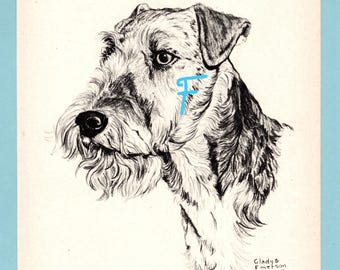 Airedale Terrier Dog Art Print by Gladys Emerson Cook/ 1945 Illustrated working dog Drawing, Wall Art Decor for framing/ 7 3/4" X 10 1/8"