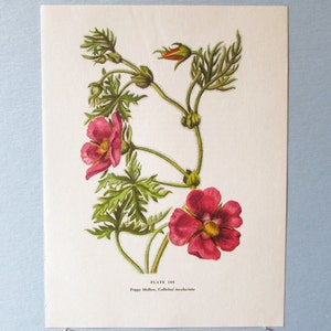 Wild flower Poppy Mallow Botanical Art Print/ Wildflower purple mallow Book Plate 108 Lithograph Wall Art to frame/ 7 3/4 X 10 3/8&quot;
