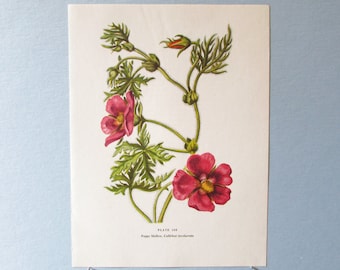 Wild flower Poppy Mallow Botanical Art Print/ Wildflower purple mallow Book Plate 108 Lithograph Wall Art to frame/ 7 3/4 X 10 3/8"