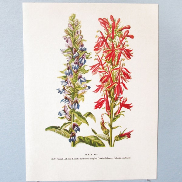 Wild flower Lobelia, Cardinal Flower Botanical Art Print/ Wildflower Color Book Plate 184 Lithograph Wall Art to frame/ 7 3/4 X 10 3/8"