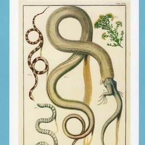 May include: An antique illustration of four snakes, two with brown and white markings, one with green and white markings, and one with a light brown and white pattern. The snakes are intertwined and one is biting the tail of another. The illustration is labelled "TAB XVII."