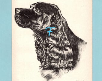 May include: A black and white charcoal-style illustration of a spaniel dog in profile, featuring long wavy fur and a distinct snout. The text CH. MY OWN BRUCIE is printed at the bottom left, with a signature at the bottom right and a blue letter F.