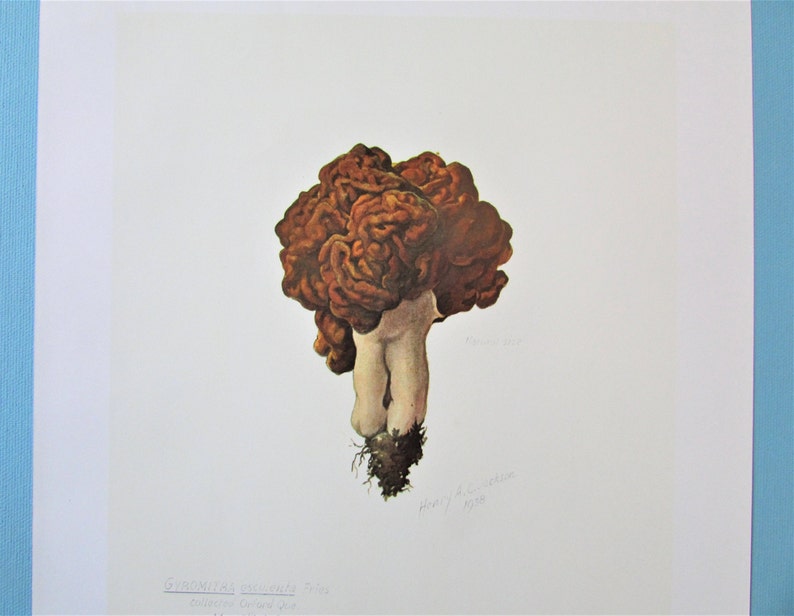 Gyromitra esculenta Mushroom Botanical Art Print, Color Plate/ Fungus Mycology Book Plate 10 Watercolour Wall Art for framing/ 9 1/2 X 13 image 1